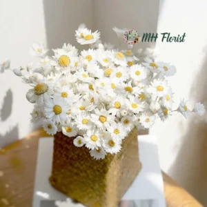 Bouquet of Dried White Chrysanthemums for Decoration